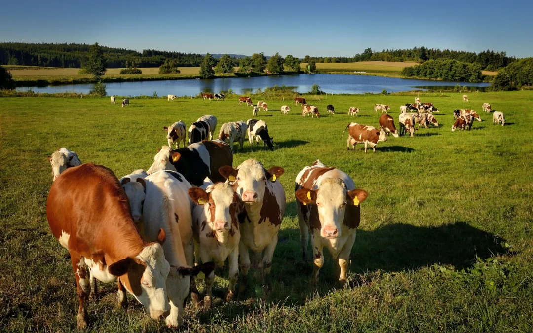 JAK UGASIĆ PRAGNIENIE BYDŁA Z KORZYŚCIĄ DLA ŚRODOWISKA?  