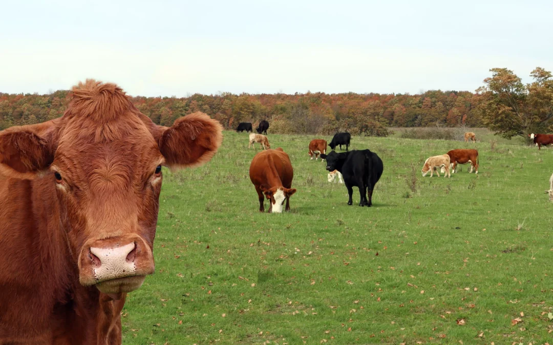 WPŁYW POROZUMIENIA MERCOSUR NA UNIJNY SEKTOR HODOWLANY