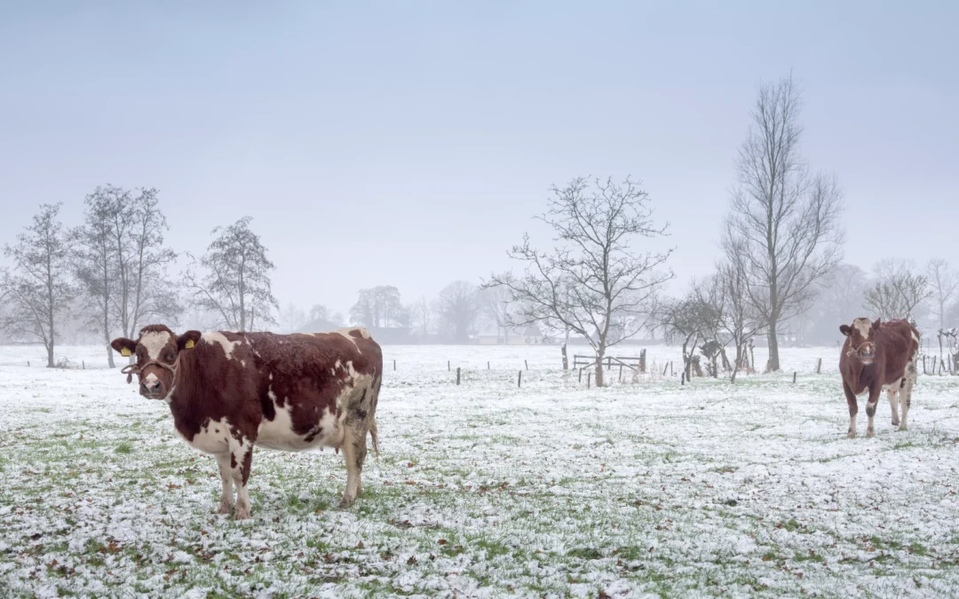 CZY BYDŁU JEST ZIMNO ZIMĄ? 