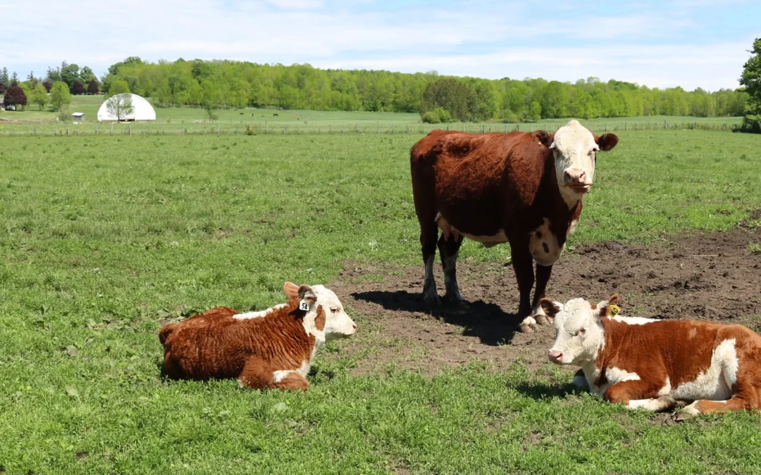 JAK WYŻYWIĆ 9 MILIARDÓW LUDZI NA POLU OGRANICZONYCH ZASOBÓW?