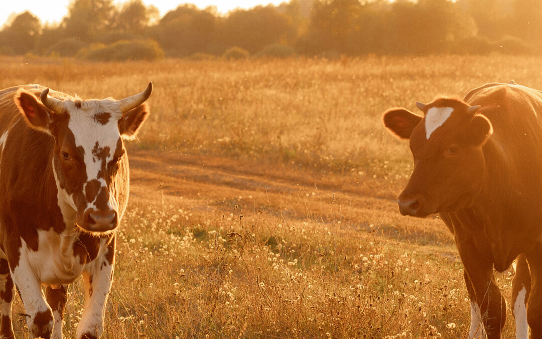 PODZIAŁ NA ZWIERZĘTA I ROŚLINY W ERZE POSTPRAWDY