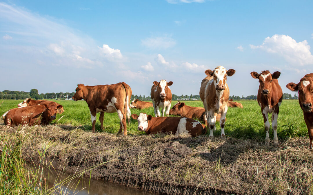 ZRÓWNOWAŻONY ROZWÓJ WOŁOWINY: KLUCZOWE STRATEGIE DLA ŚRODOWISKA, SPOŁECZEŃSTWA I GOSPODARKI