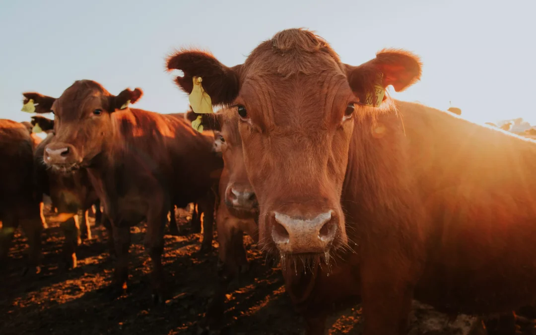 DOBROSTAN ZWIERZĄT: BALANS MIĘDZY ETYKĄ A EKONOMIĄ